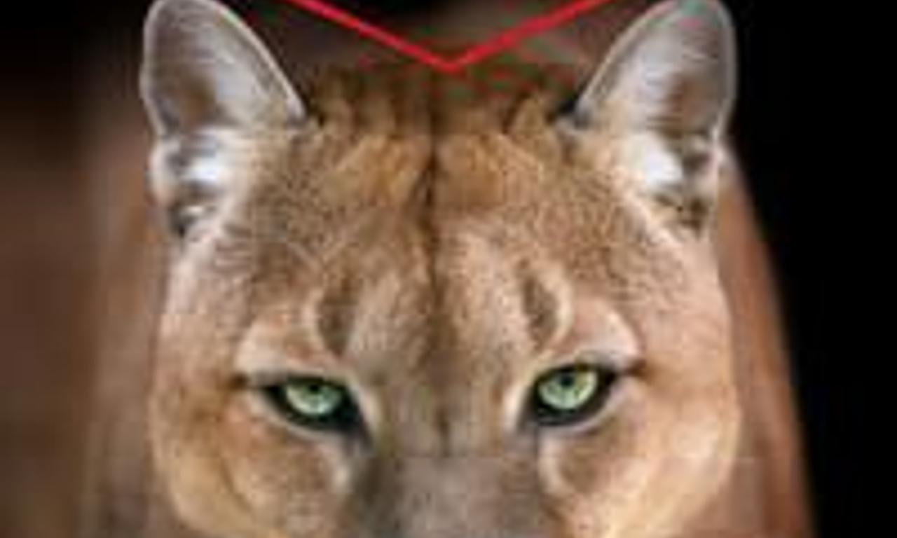 header image for America's Greatest Animals