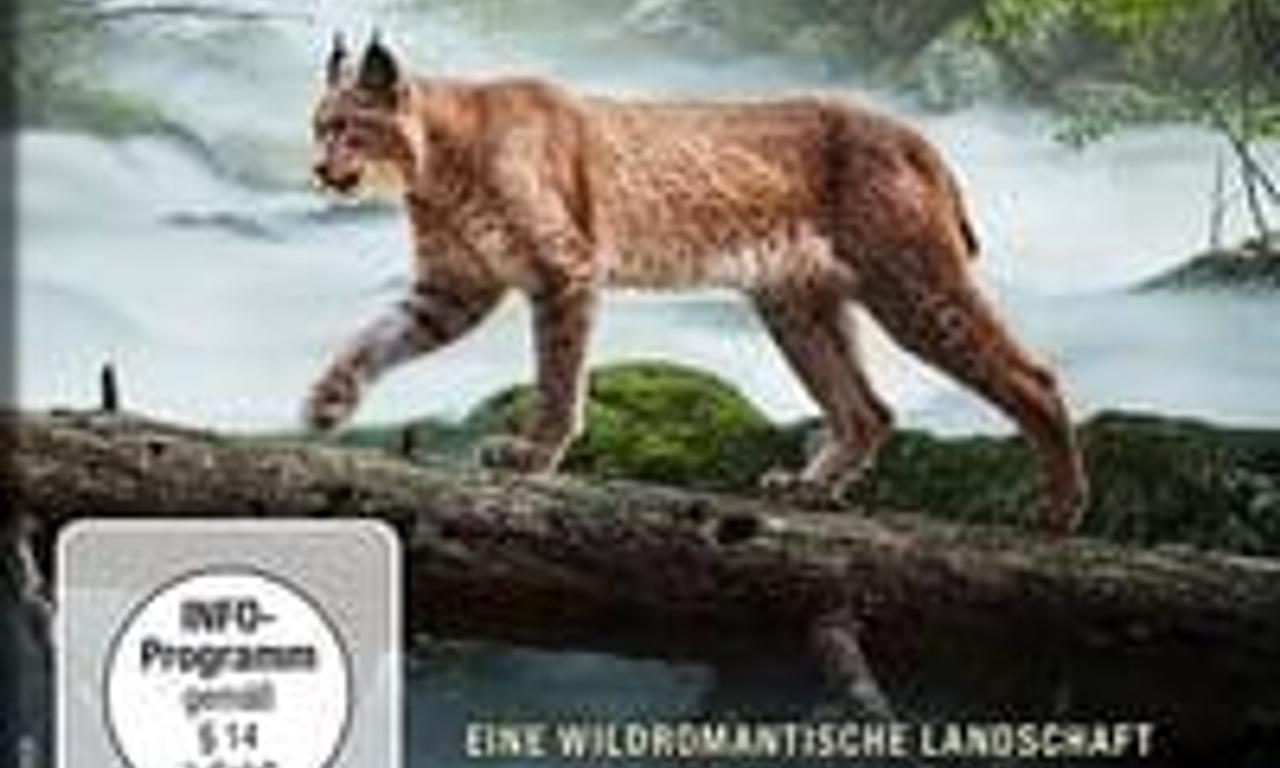 header image for Making An Ancient Forest - Kalkalpen National Park