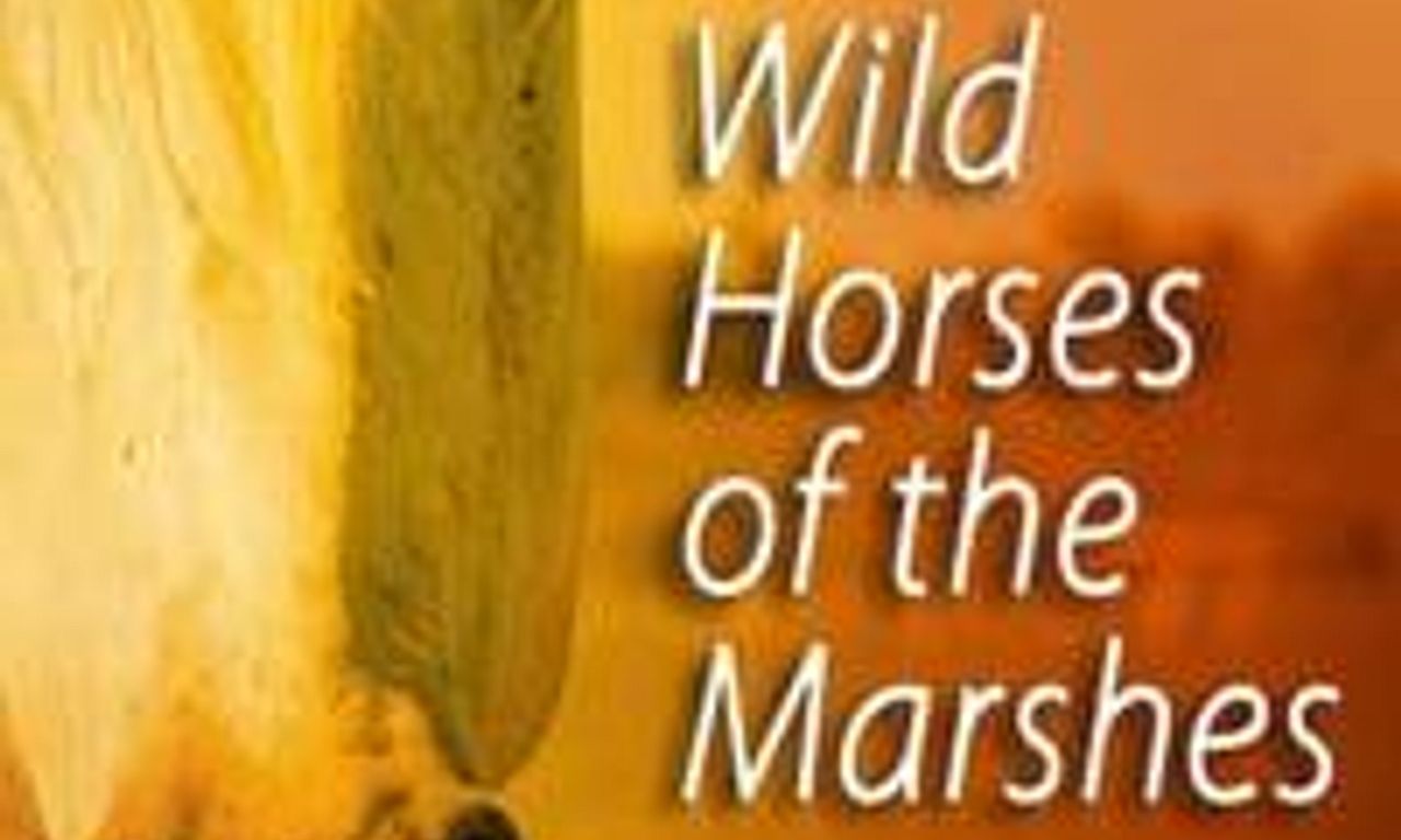 header image for Wild Horses of the Marshes