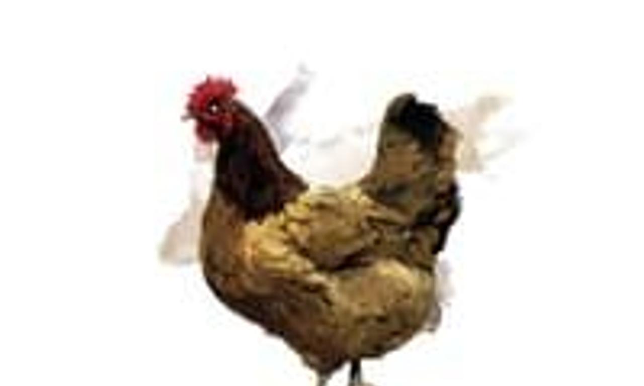 header image for Butterflies