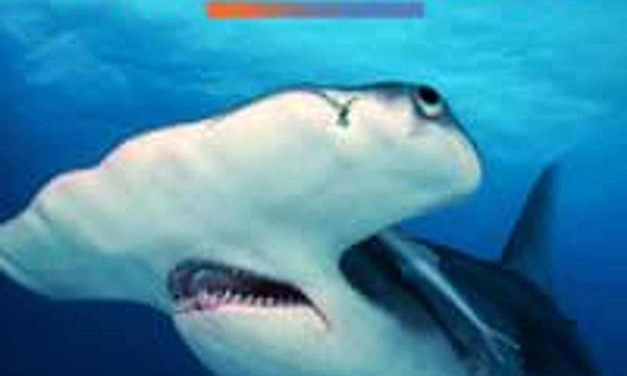 header image for Mega Hammerhead