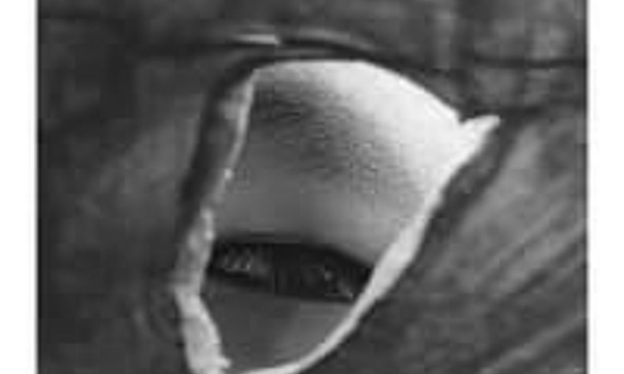 header image for Pitfall