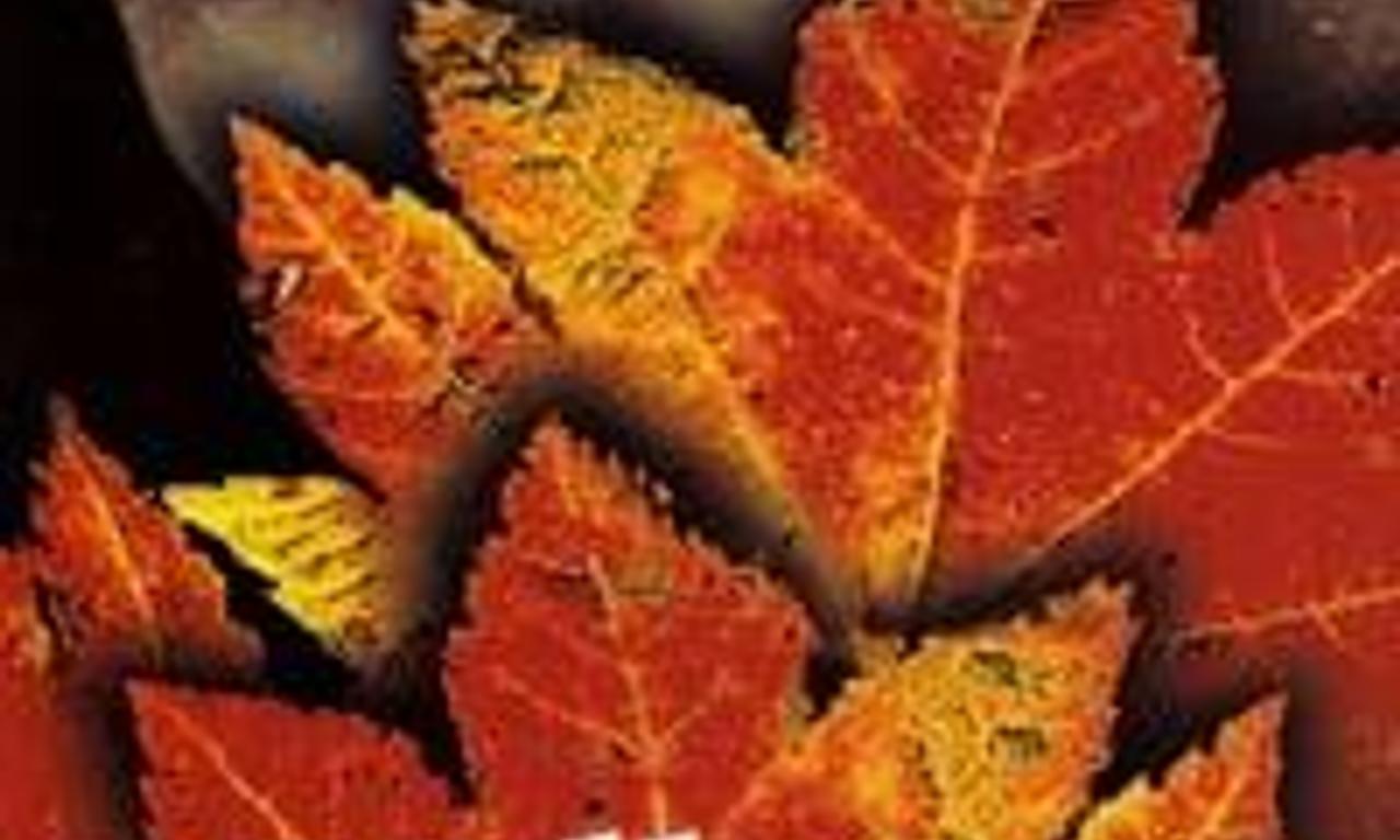 Yellow Earth Where to Watch and Stream Online Entertainment.ie