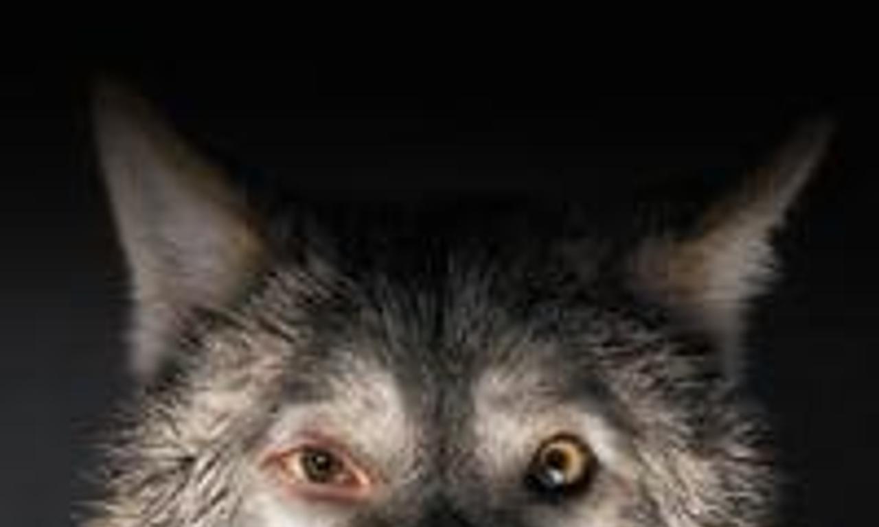 header image for Spoor