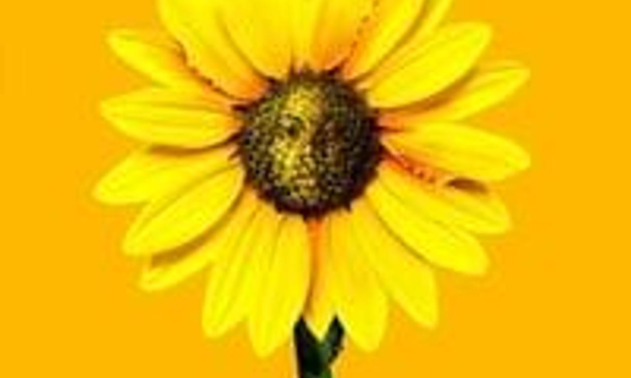 header image for Daddy's Little Girls