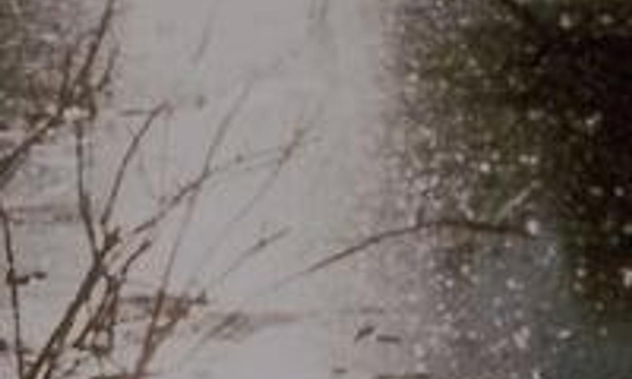 header image for Report from Millbrook