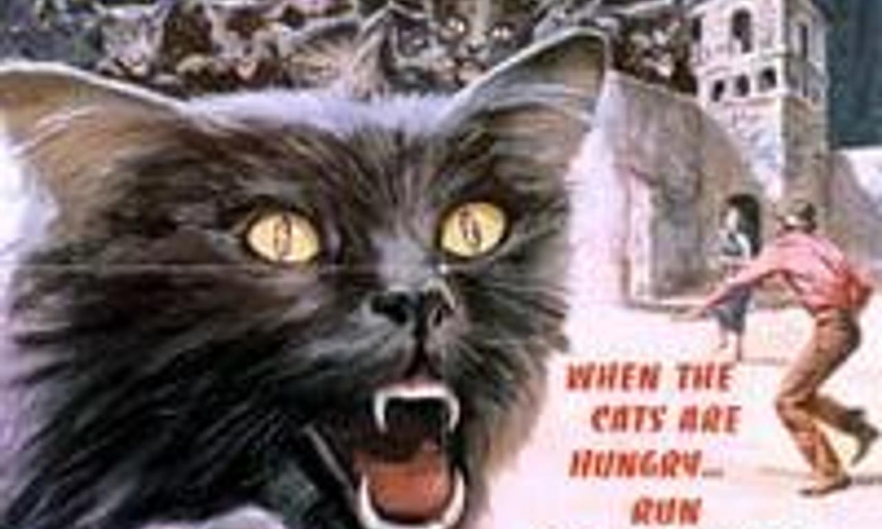 header image for The Night of a Thousand Cats