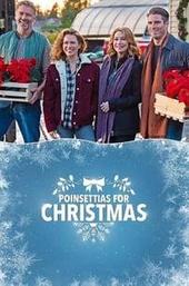 Poinsettias for Christmas