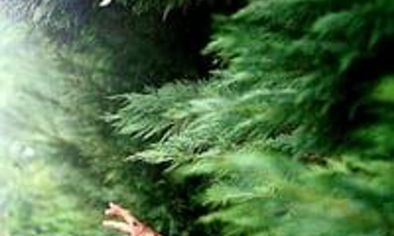 header image for Amala