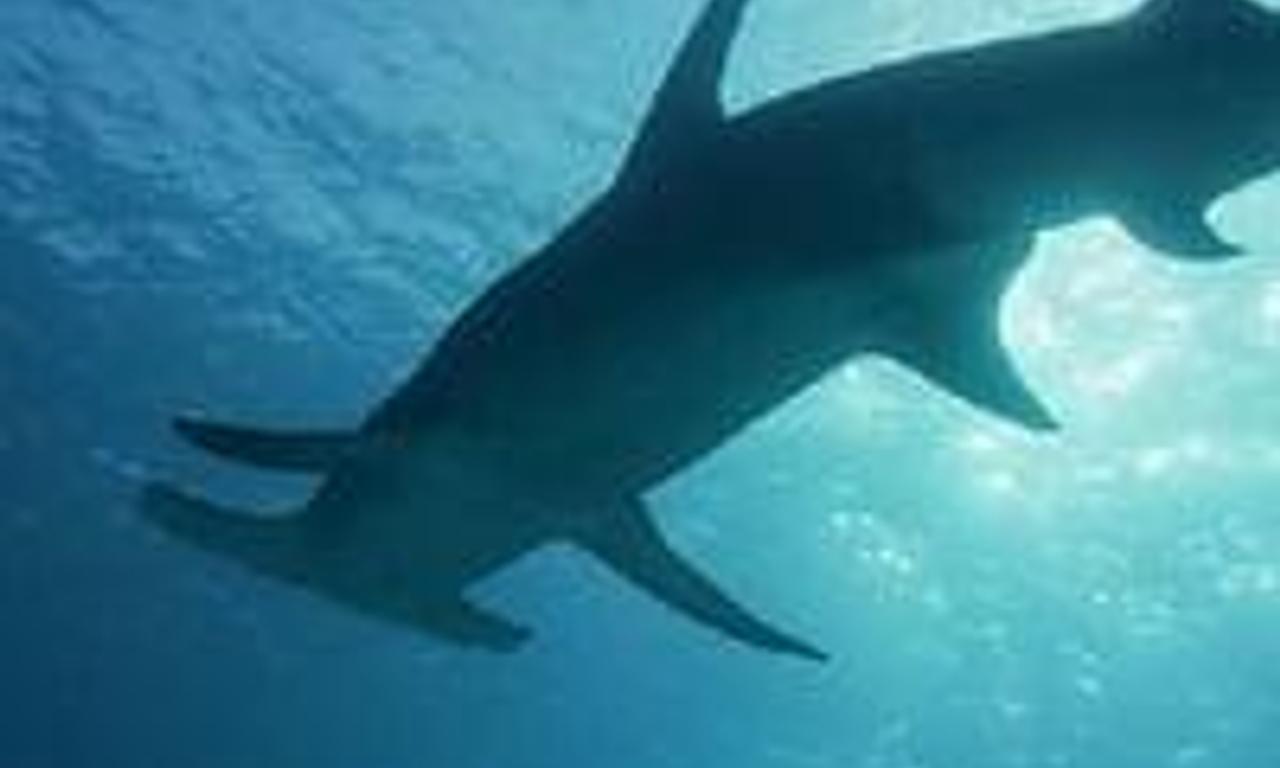 header image for Sharkcano