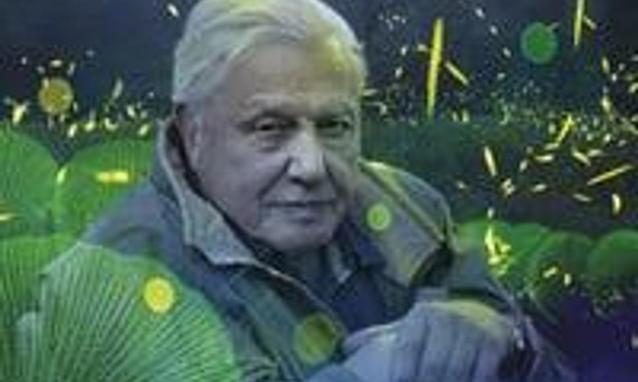 header image for Attenborough's Life That Glows
