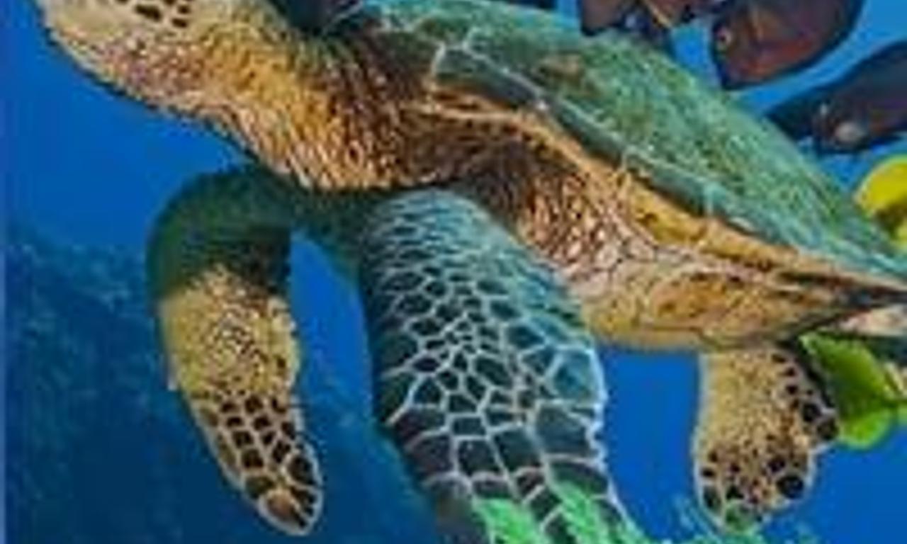 header image for OceanWorld 3D