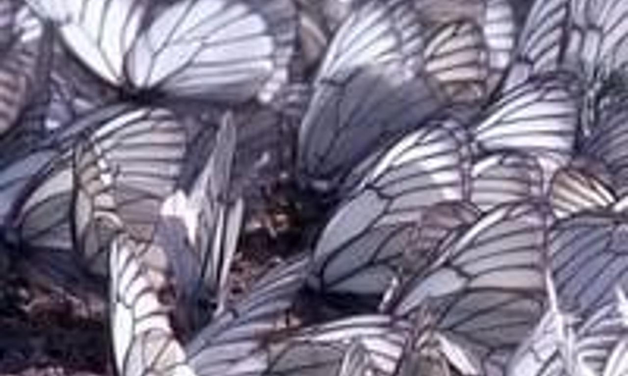 header image for Butterflies