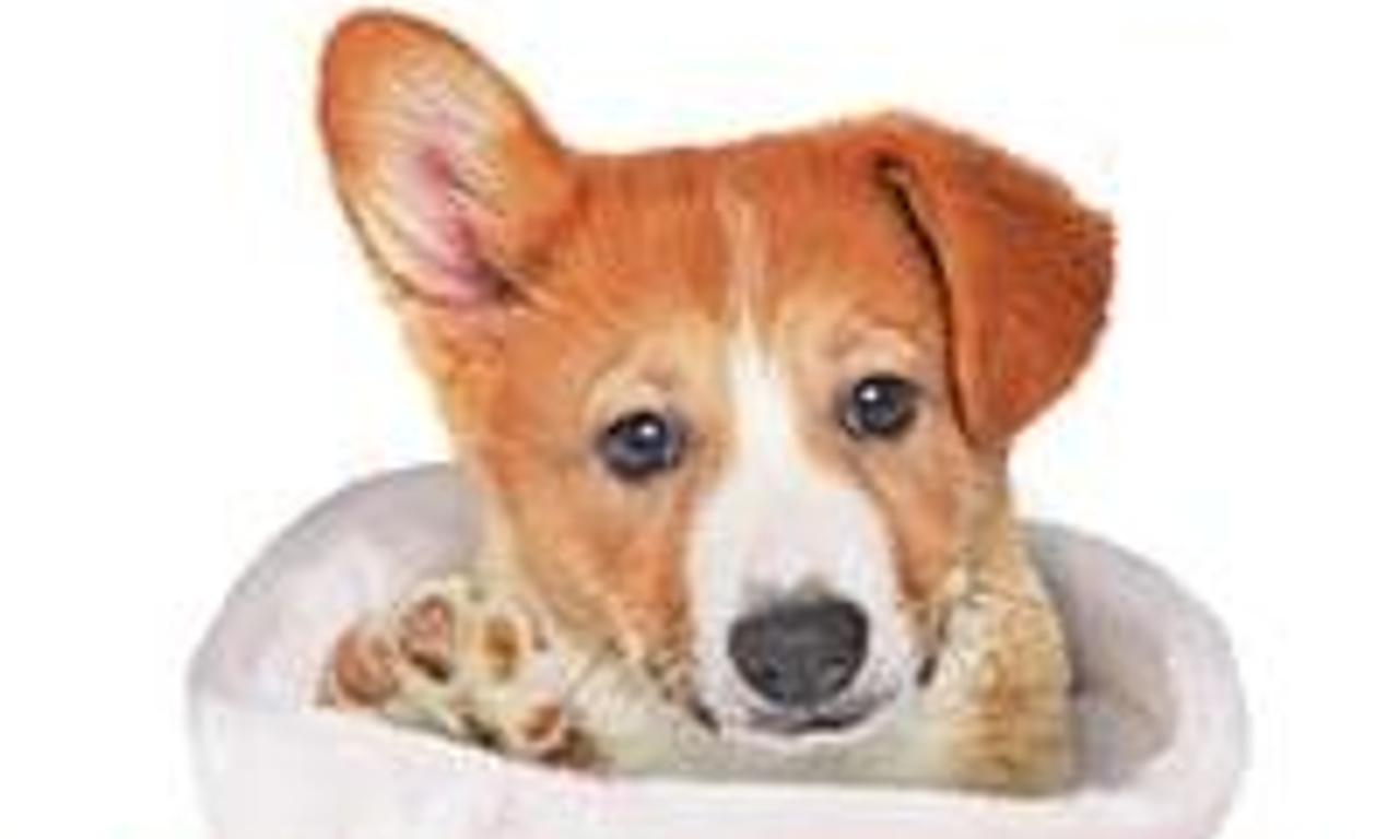 header image for A Very Corgi Christmas