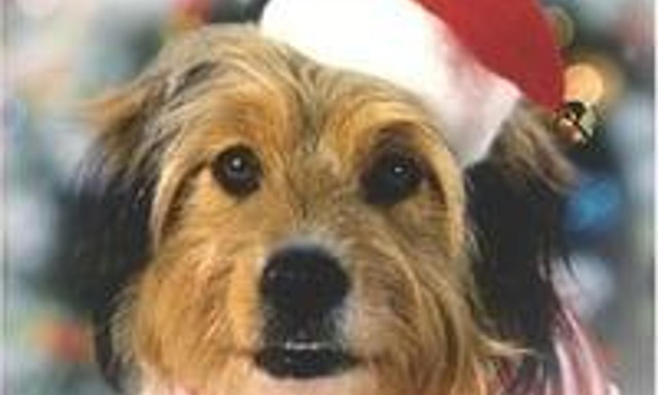 header image for Benji's Very Own Christmas Story