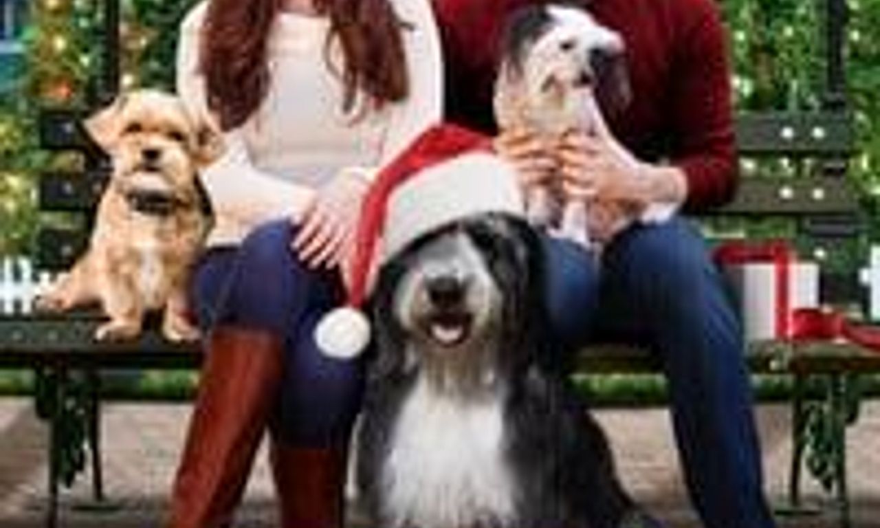 header image for A Dogwalker's Christmas Tale