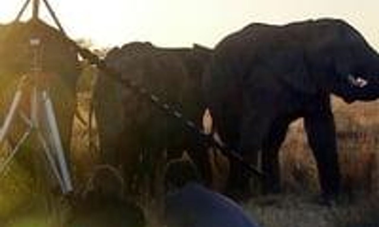 header image for Operation Dolittle
