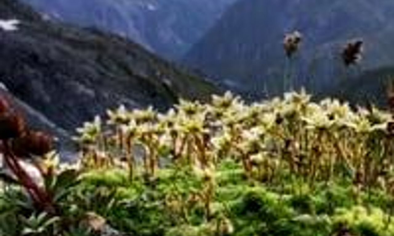 header image for Engadin: Switzerland's Wilderness