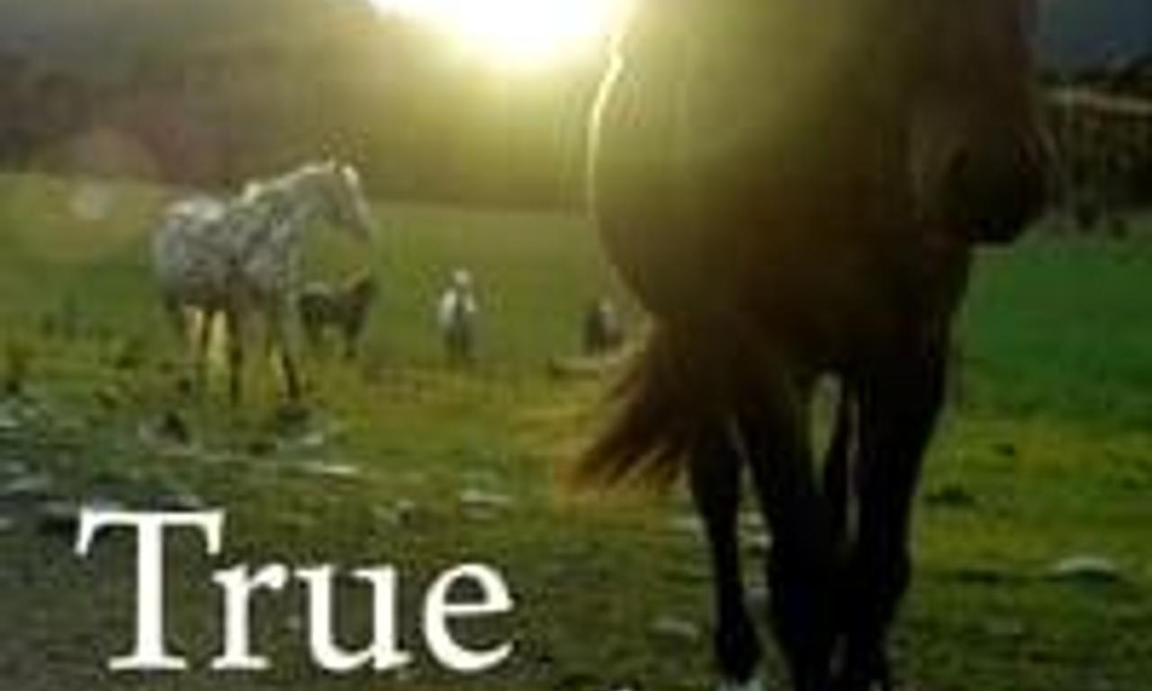 header image for True Appaloosa