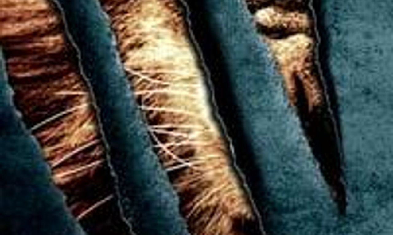 header image for Prey