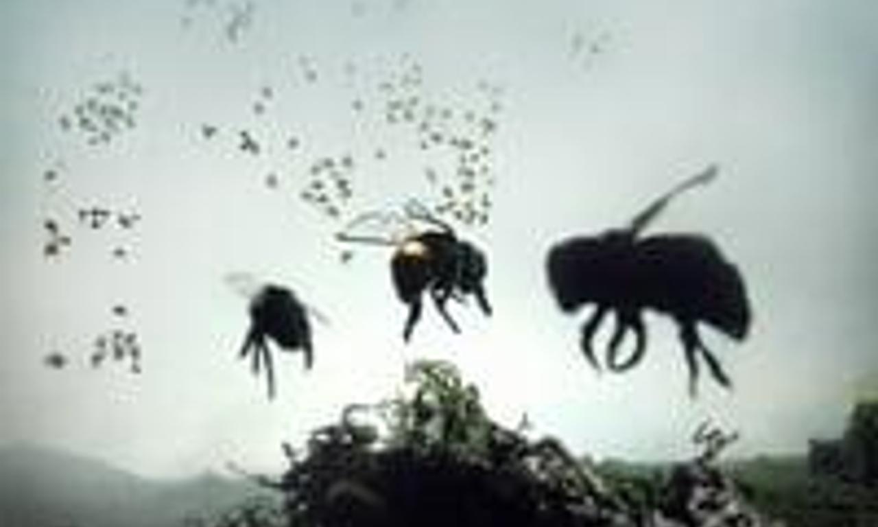 header image for Vanishing of the Bees