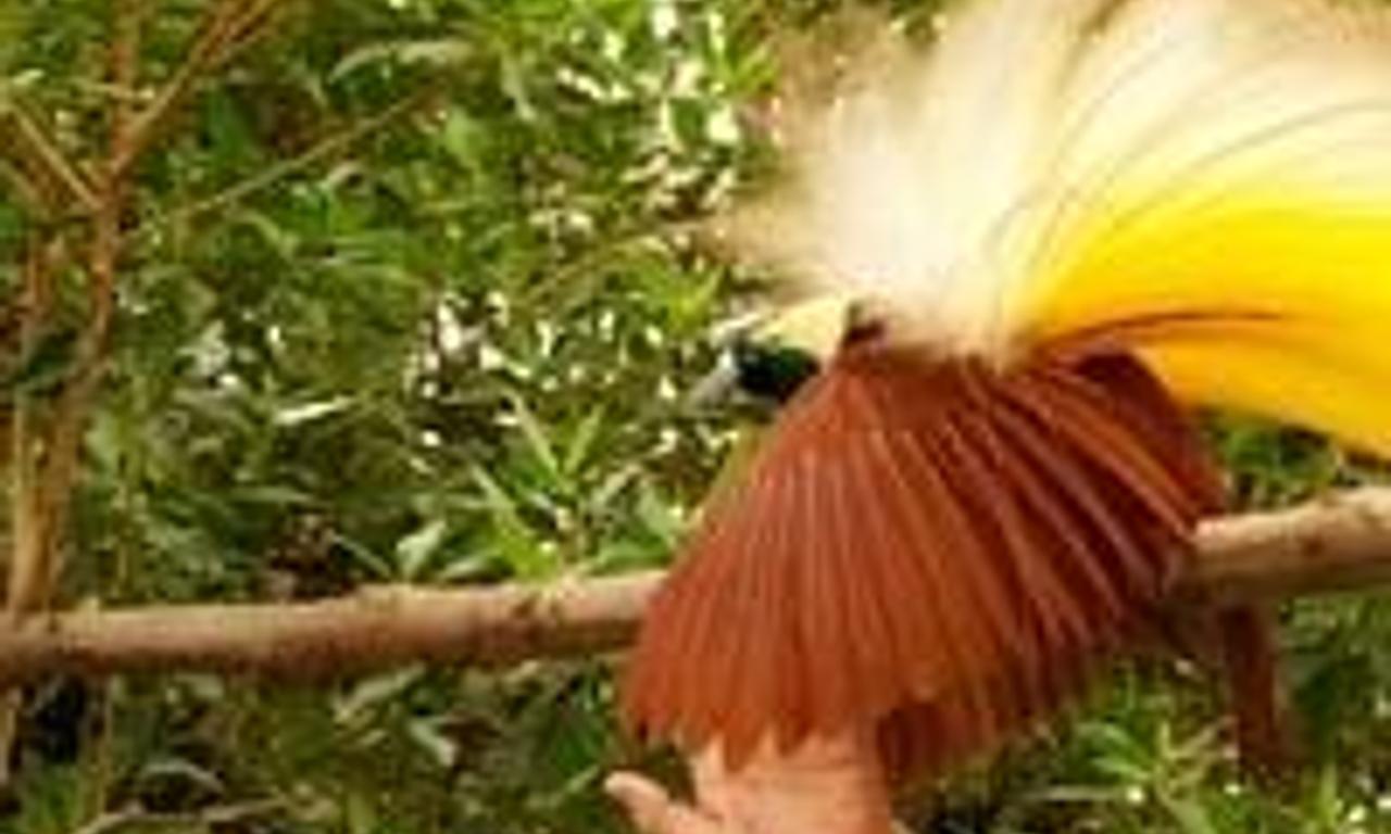 header image for Attenborough's Paradise Birds