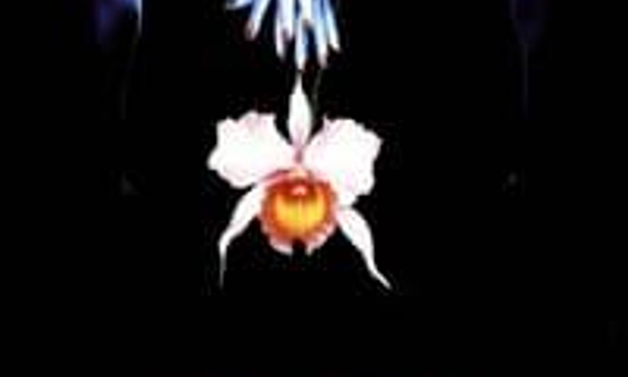 header image for Wild Orchid II: Two Shades of Blue