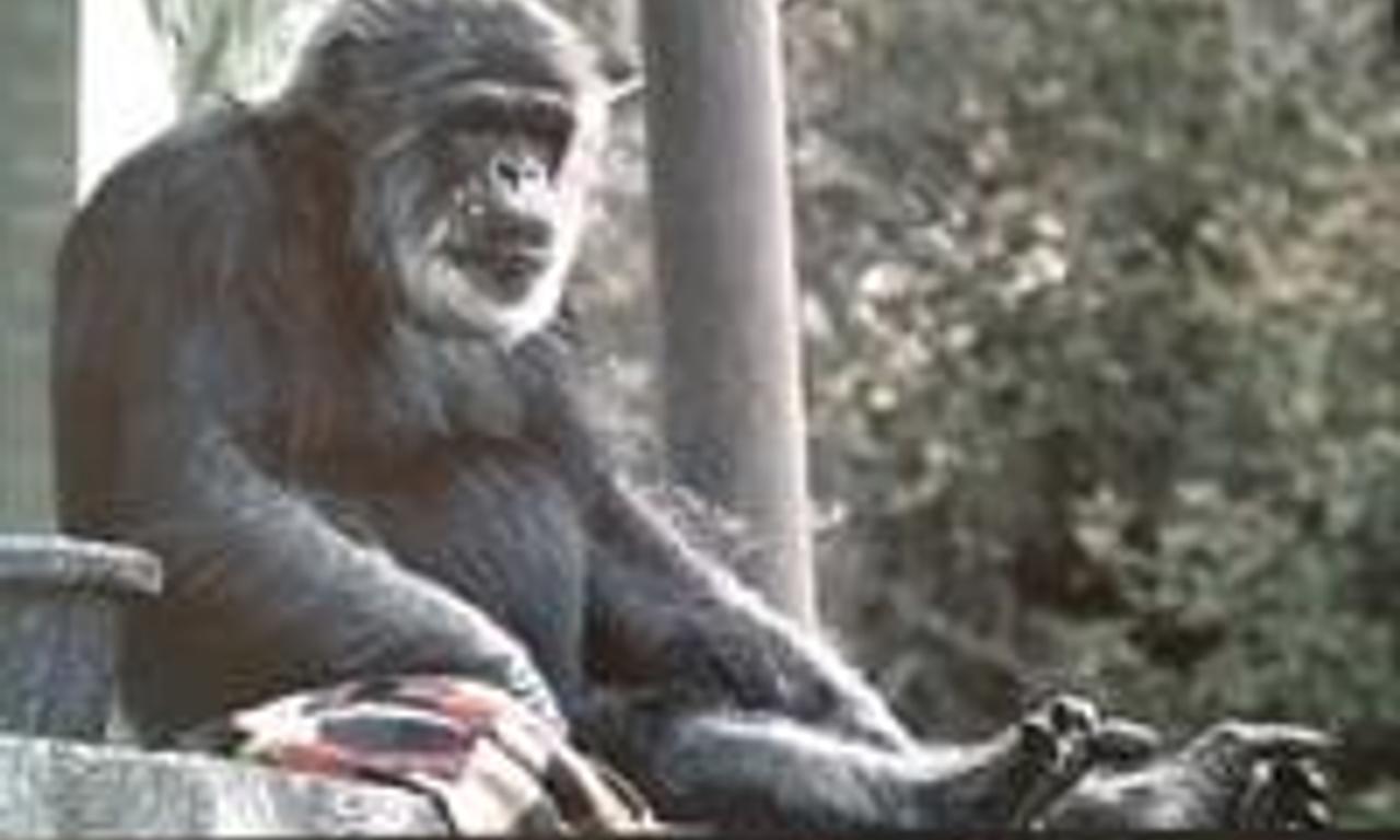 header image for Cobby: The Other Side of Cute