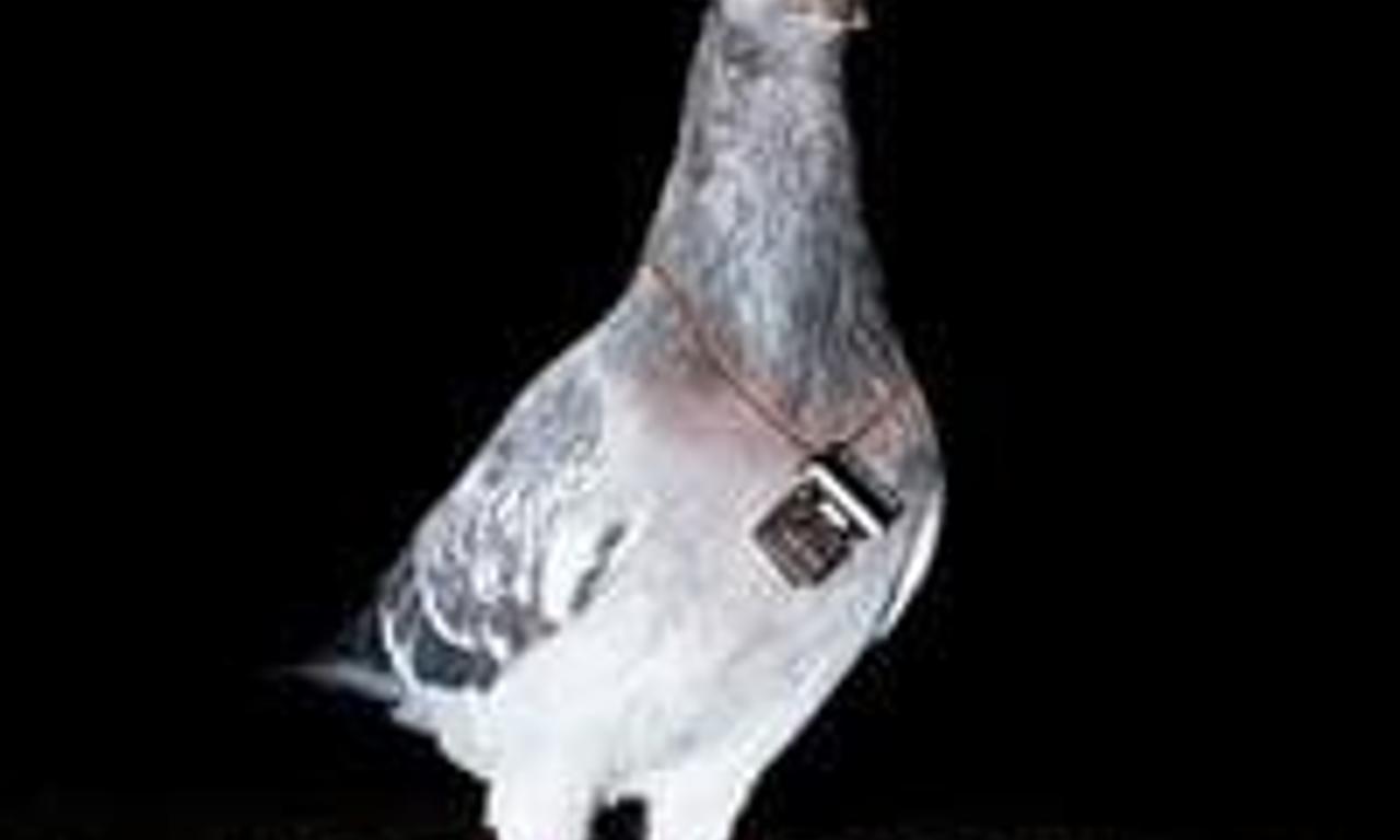 header image for Mediastan