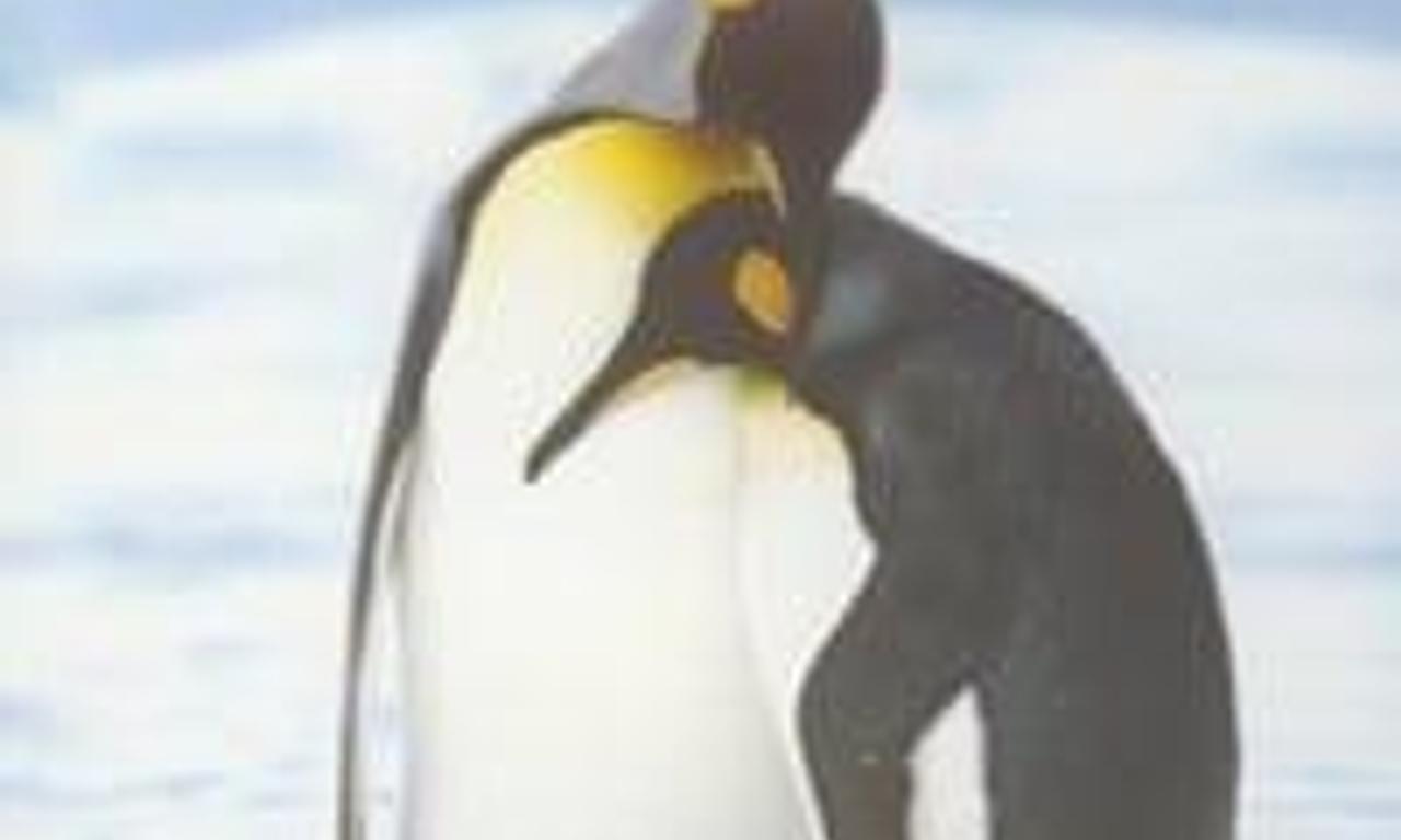 header image for Penguin Baywatch Antarctica