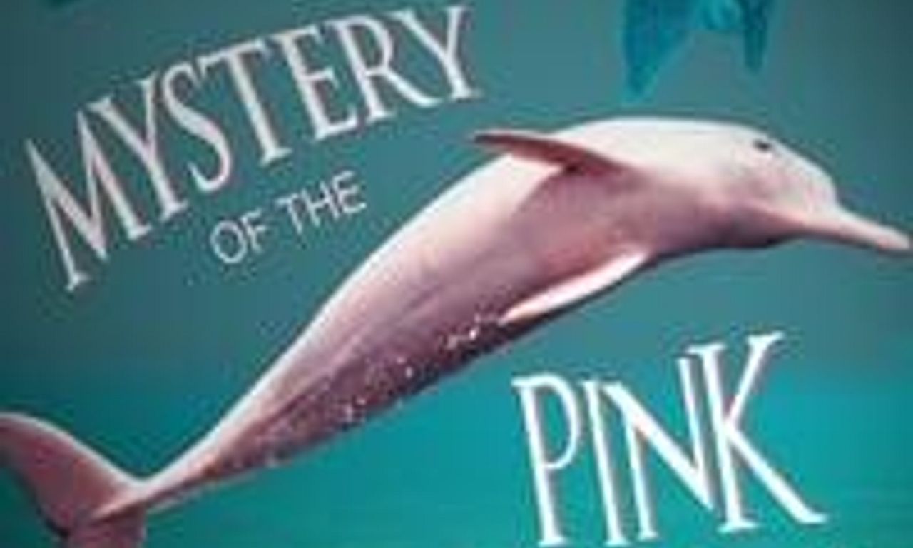 header image for The Mystery of the Pink Dolphin