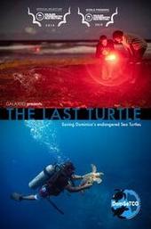 The Last Turtle