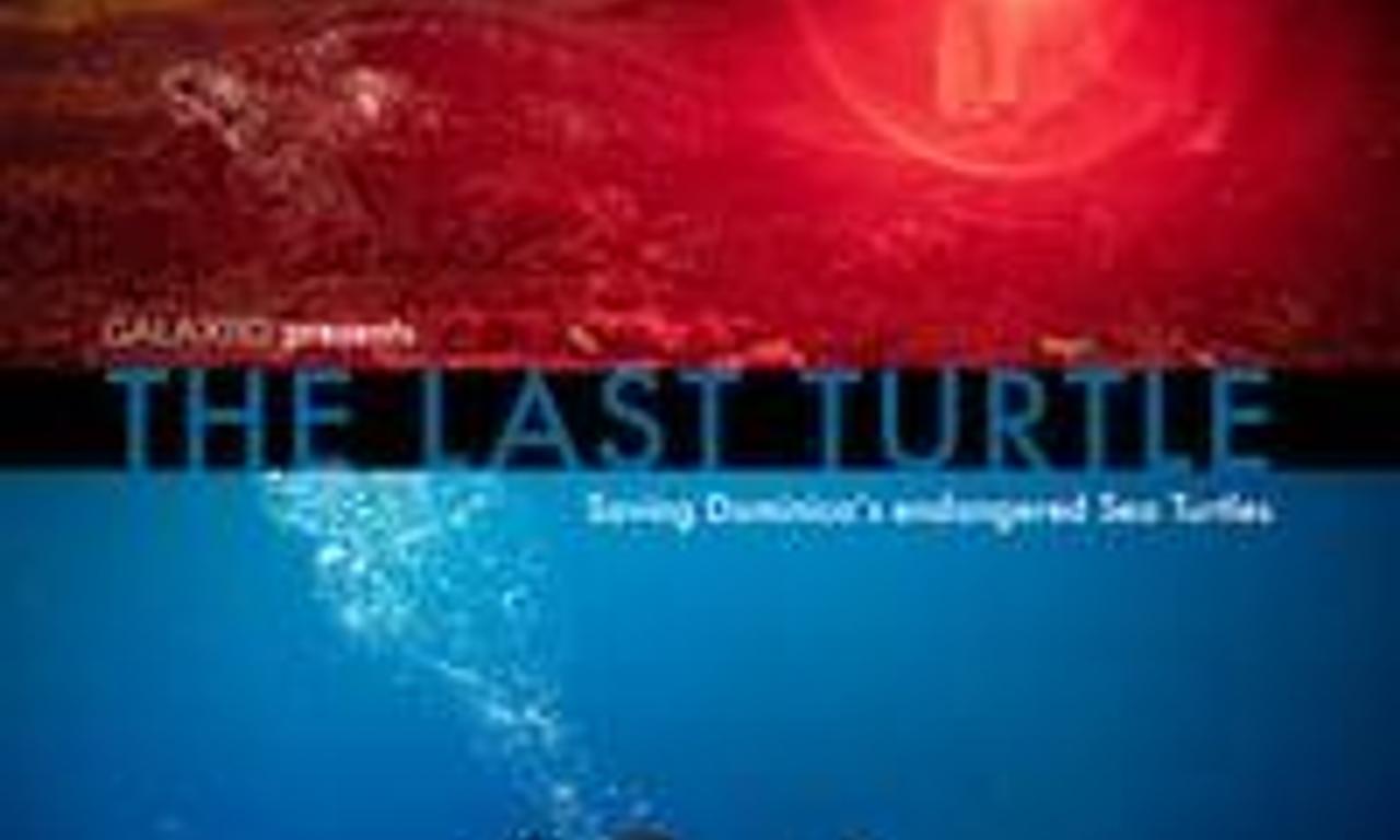 header image for The Last Turtle