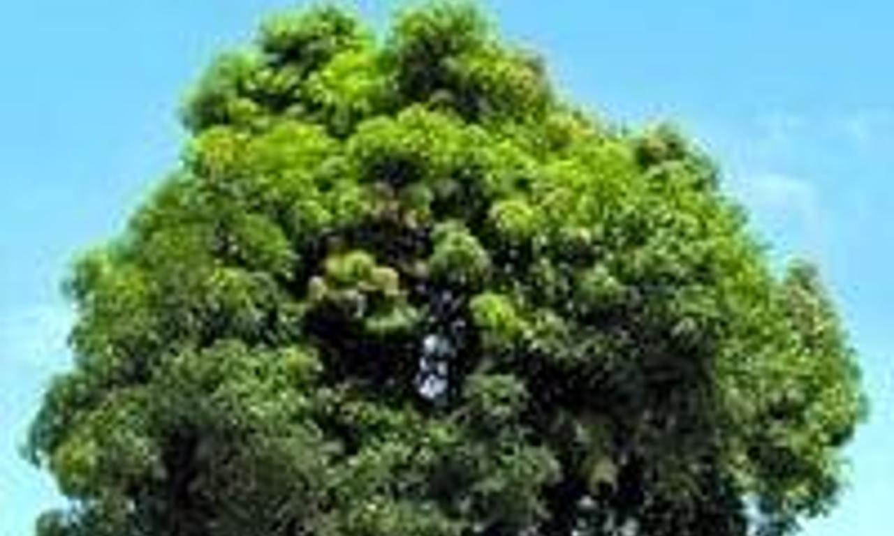 header image for Under the Palaver Tree
