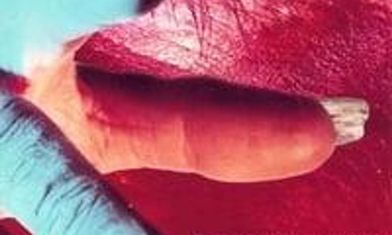 header image for The Carrier