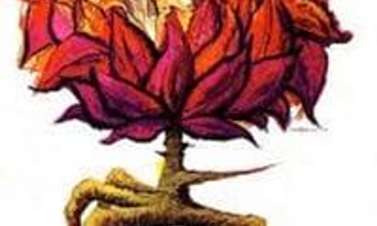 header image for Say it with Flowers