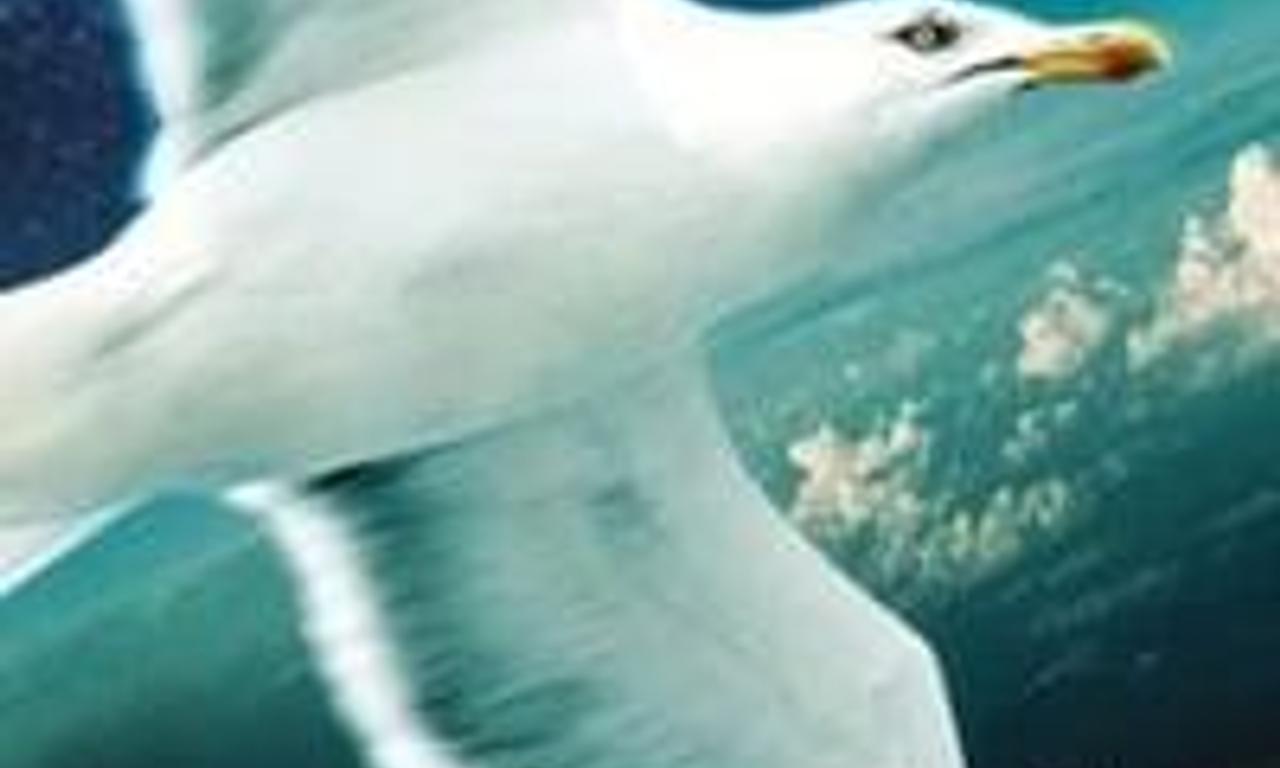 header image for Jonathan Livingston Seagull