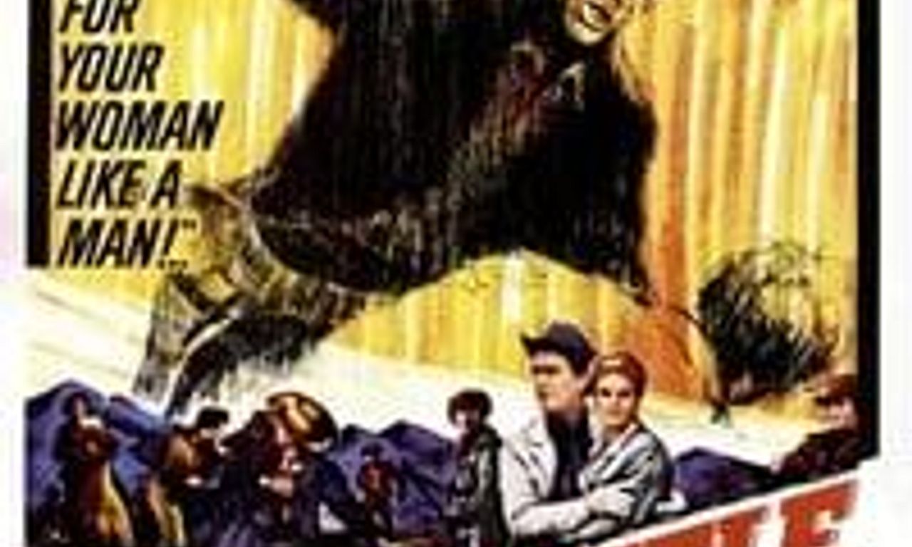 header image for Cattle King