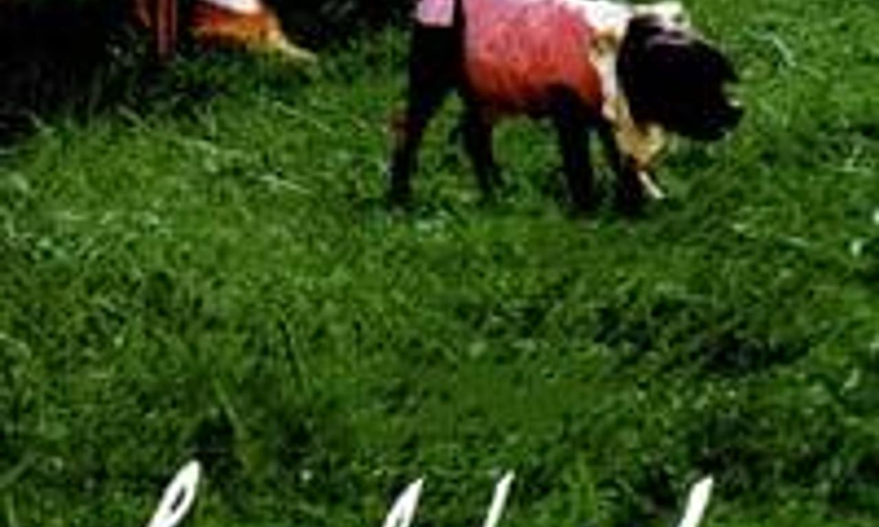 header image for The Libertine