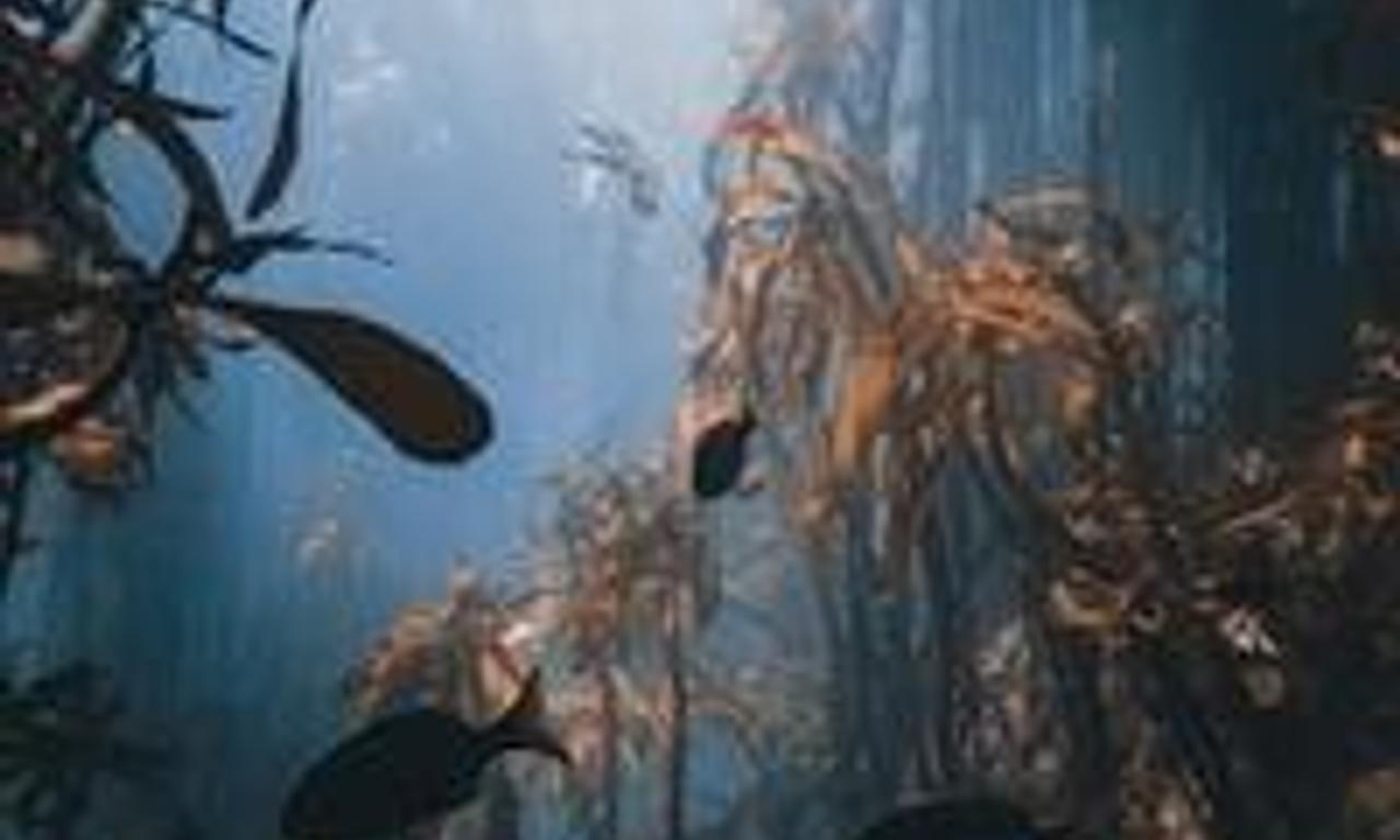 header image for My Octopus Teacher