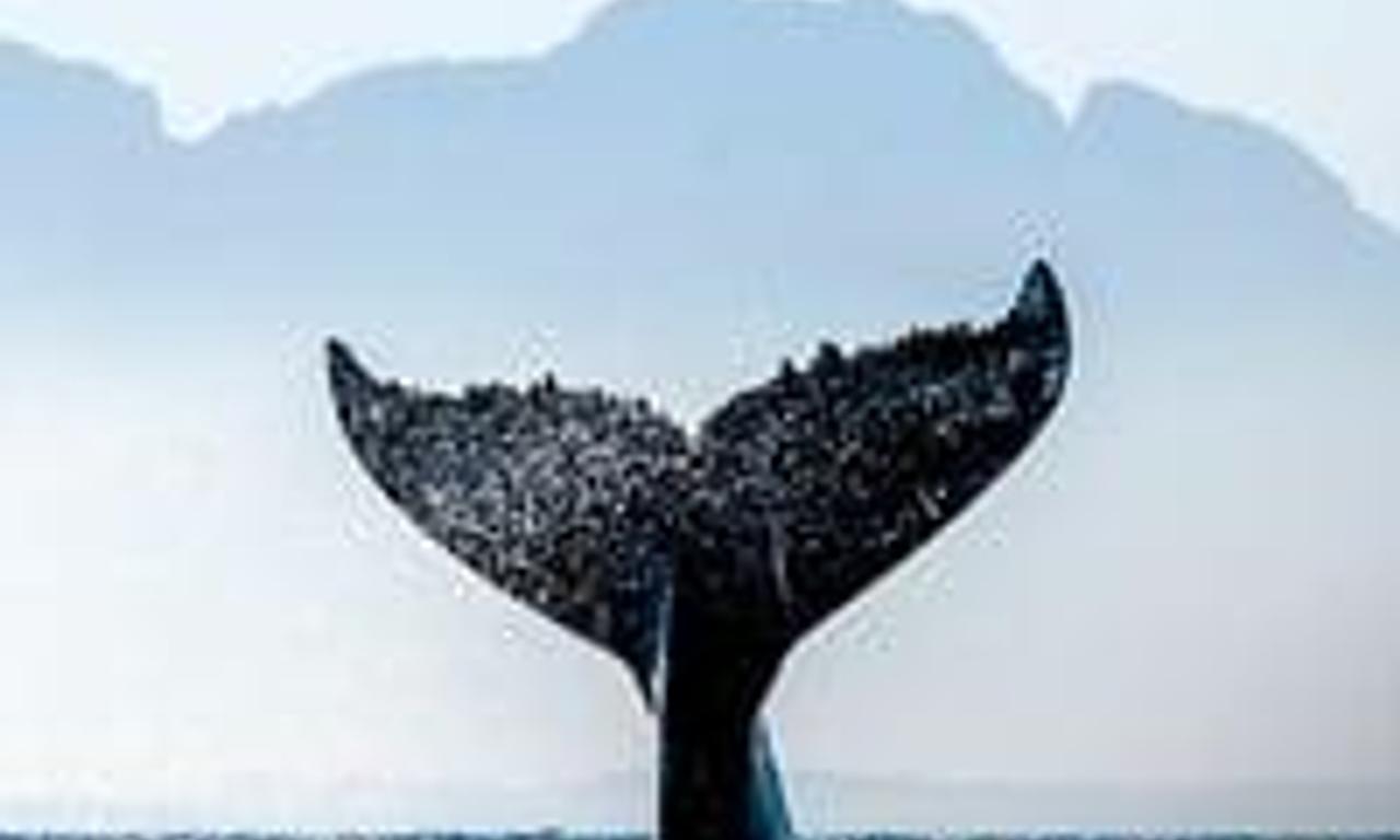 Inselhelden Die WalRetter von Campobello Island Where to Watch and