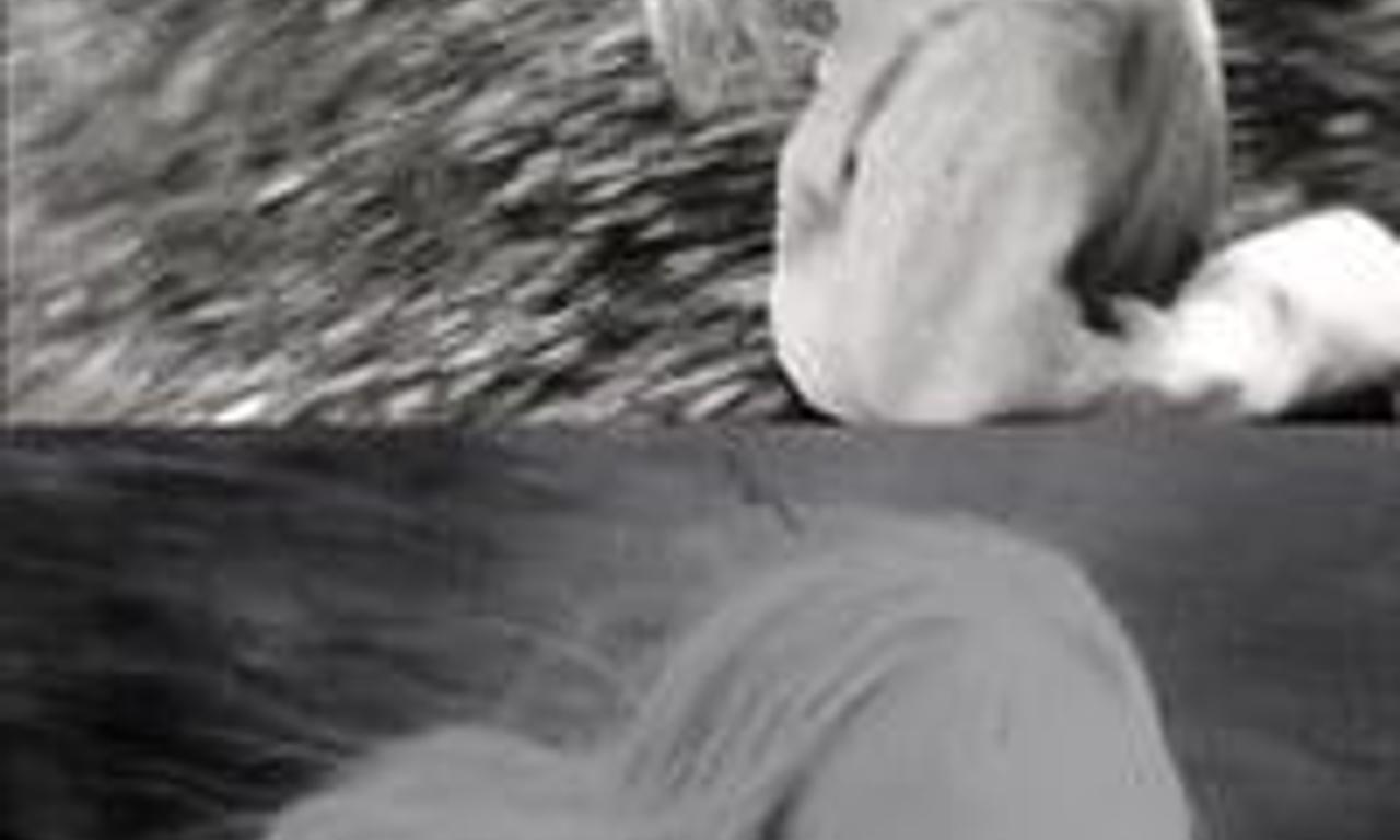 header image for Same Stream Twice