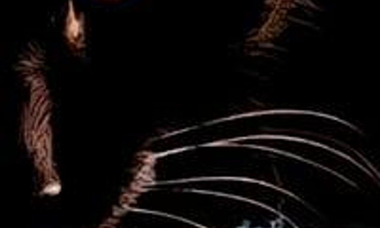 header image for Uninvited