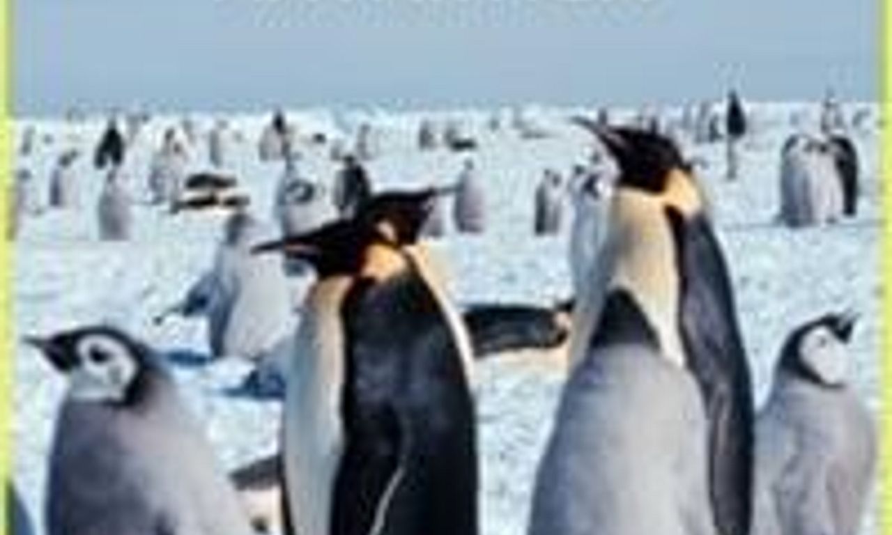 header image for Wild Antarctica