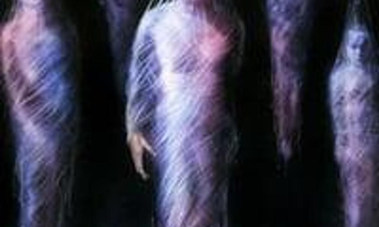 header image for Spiders