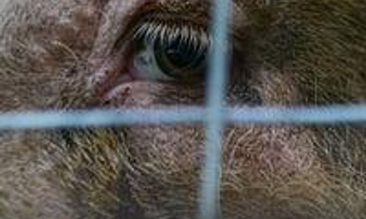 header image for Hogwood: A Modern Horror Story