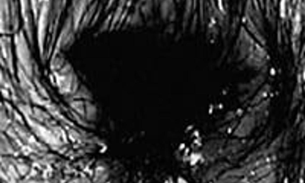 header image for The Tempest