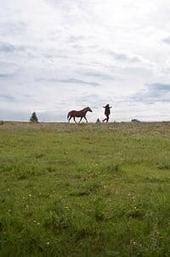 Herd