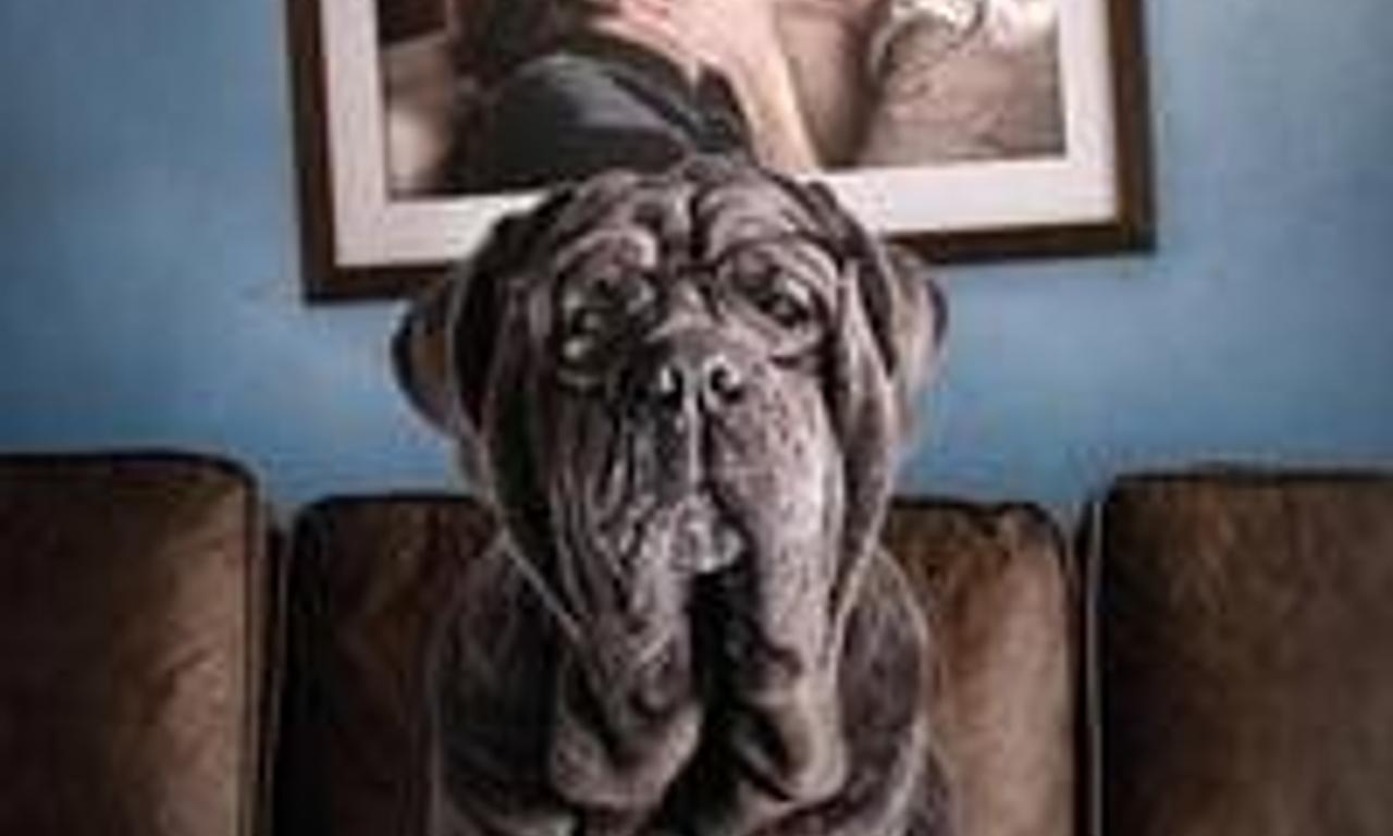 header image for My Dog Stupid