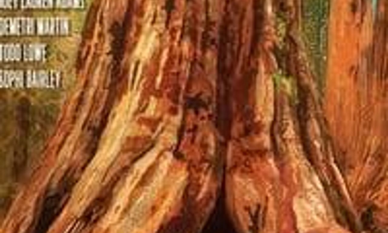 header image for Sequoia